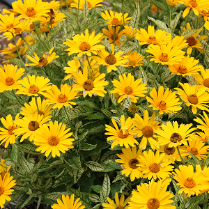 Heliopsis 